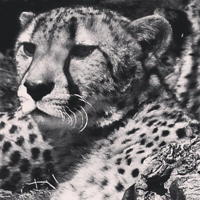 Bigcat Photograph - #zoo #bigcat #stare #prey by Angela Ritchie