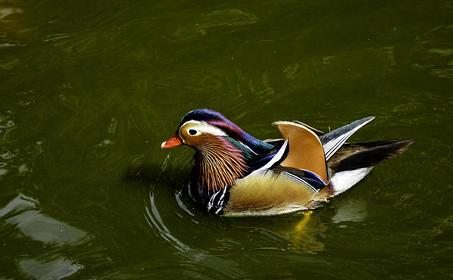 Zoo Duck #1 Photograph by George Davidson