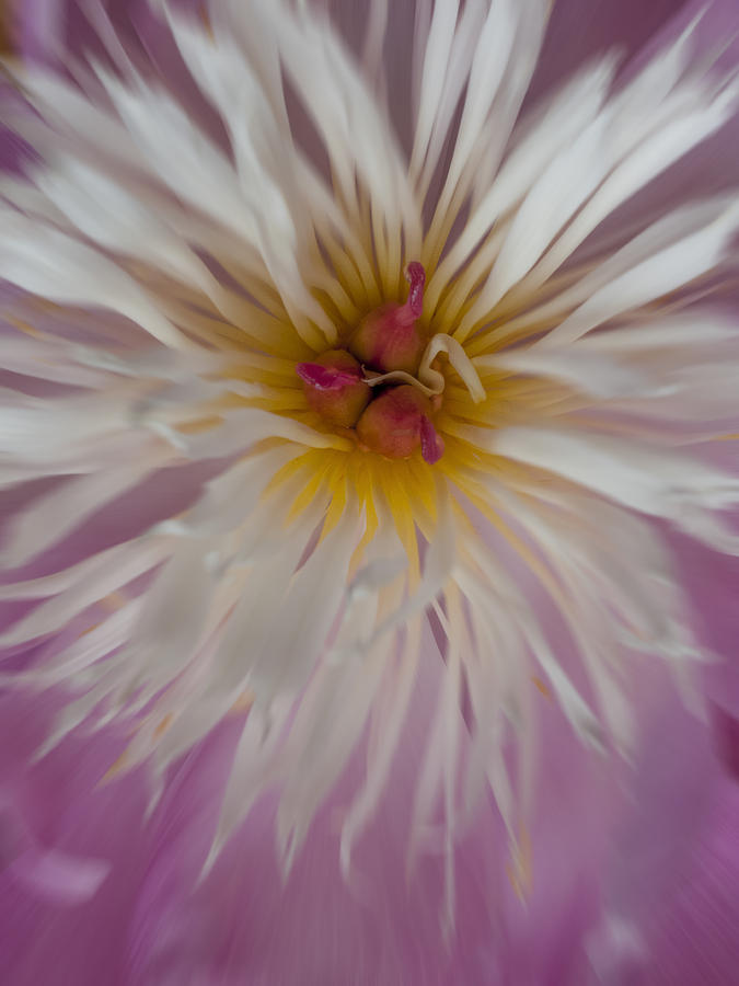 Zoom chrysanthemum Photograph by Steve Gravano