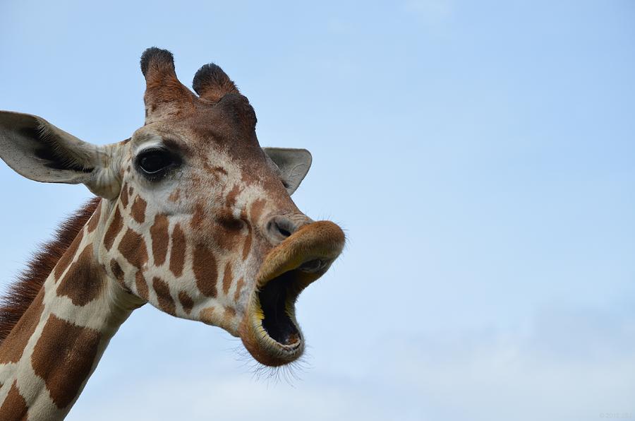Zootography Giraffe Honking Photograph by Jeff at JSJ Photography