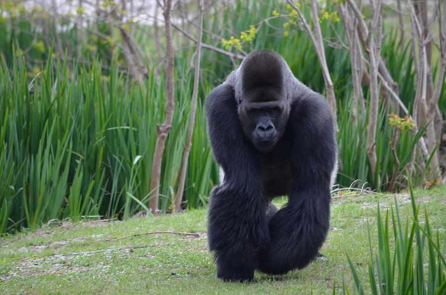 Gorilla Photograph - Zootography of Male Silverback Western Lowland Gorilla on the Prowl by Jeff at JSJ Photography