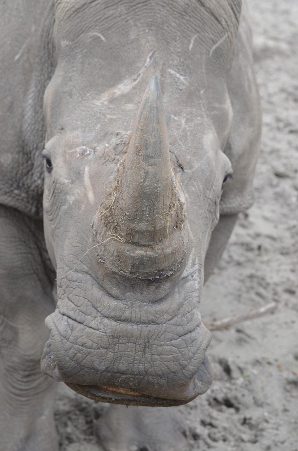 Zootography of the Business End of the White Rhino Photograph by Jeff at JSJ Photography