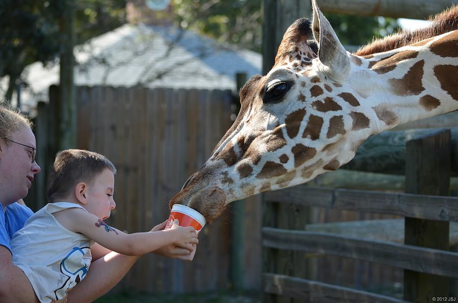Zootography2 Happy to Feed the Giraffe Photograph by Jeff at JSJ Photography