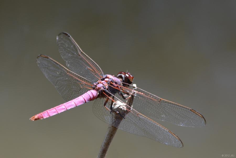 Zootography2 Pink Dragonfly Photograph