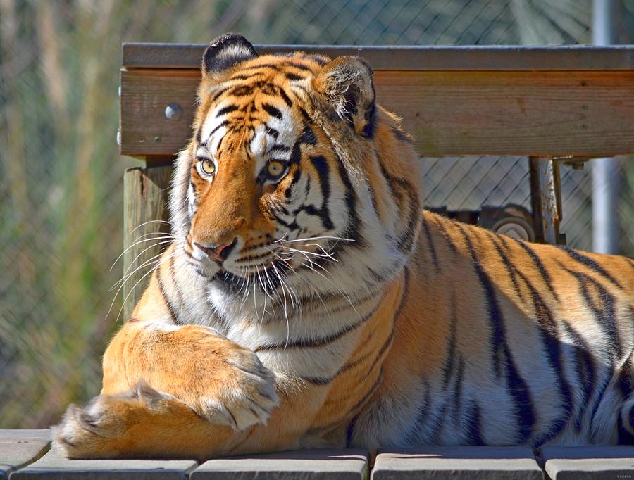 Zootography3 Tiger Chillaxin Photograph by Jeff at JSJ Photography