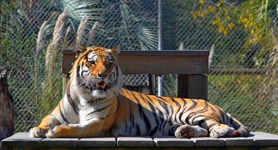 Zootography3 Tiger in the Sun Photograph by Jeff at JSJ Photography