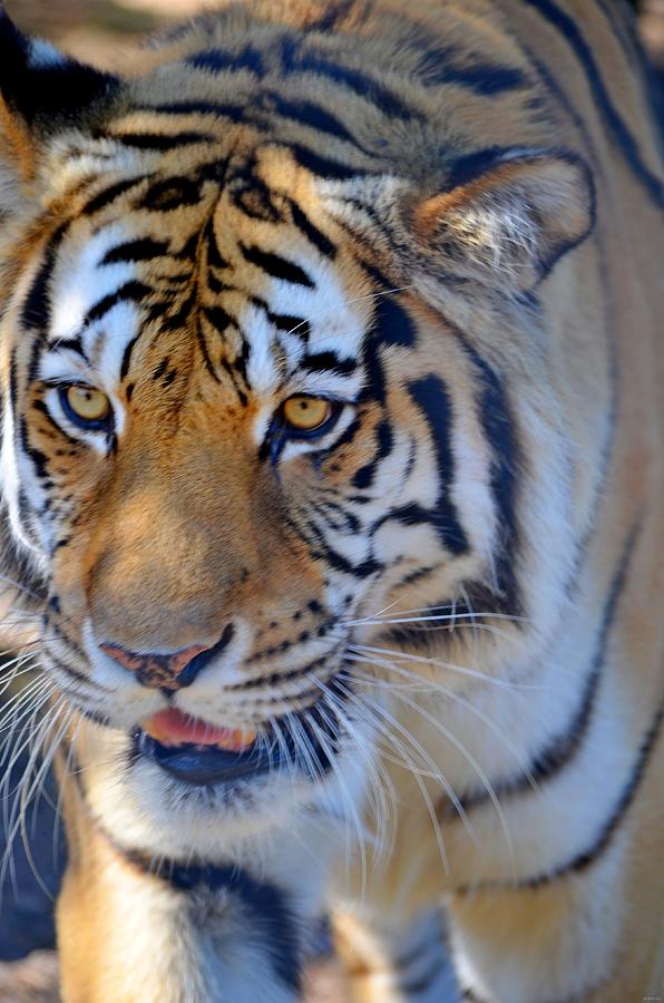 Zootography3 Tiger Prowl Close-up Photograph by Jeff at JSJ Photography