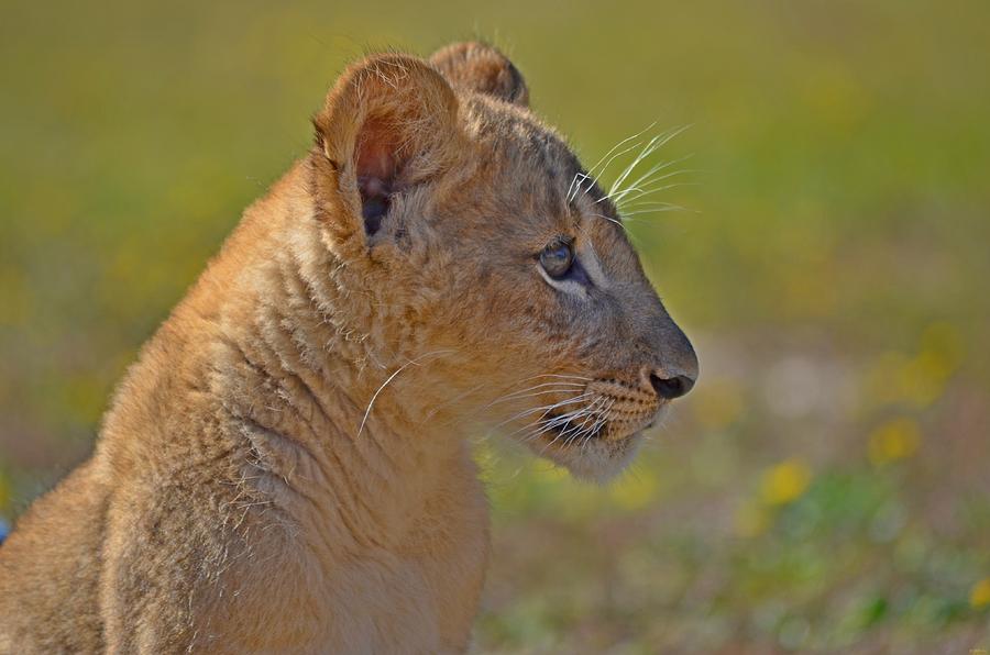 Zootography3 Zion the Lion Cub Guard Duty Photograph by Jeff at JSJ Photography