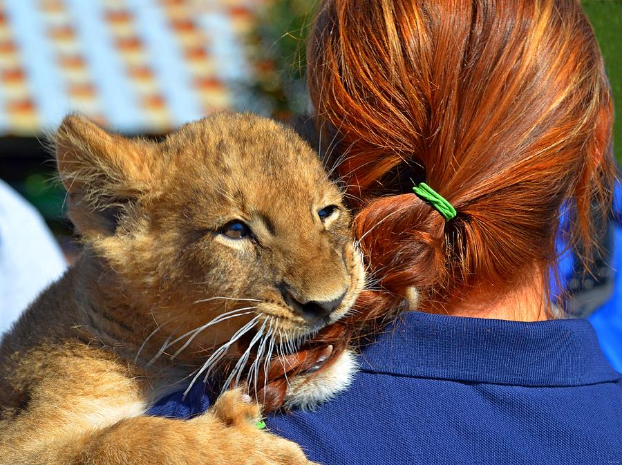 Zootography3 Zion the Lion Cub likes Redheads Photograph by Jeff at JSJ Photography