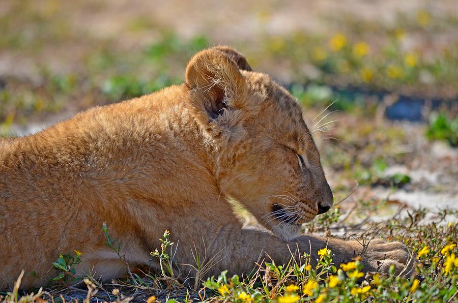 Zootography3 Zion the Lion Cub Napping Photograph by Jeff at JSJ Photography