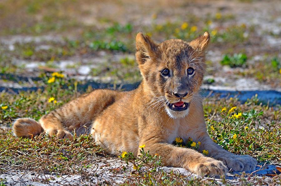 Zootography3 Zion the Lion Cub Posing Photograph by Jeff at JSJ Photography