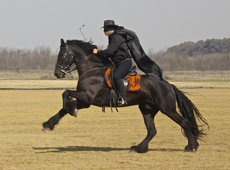 Zorro In Pursuit Photograph by Venetia Featherstone-Witty