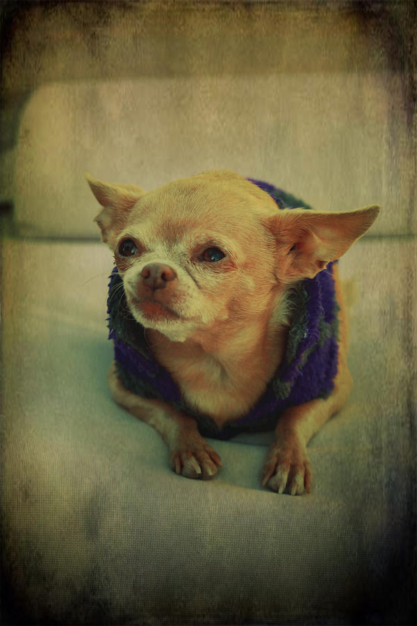Chihuahua Photograph - ZoZo by Laurie Search