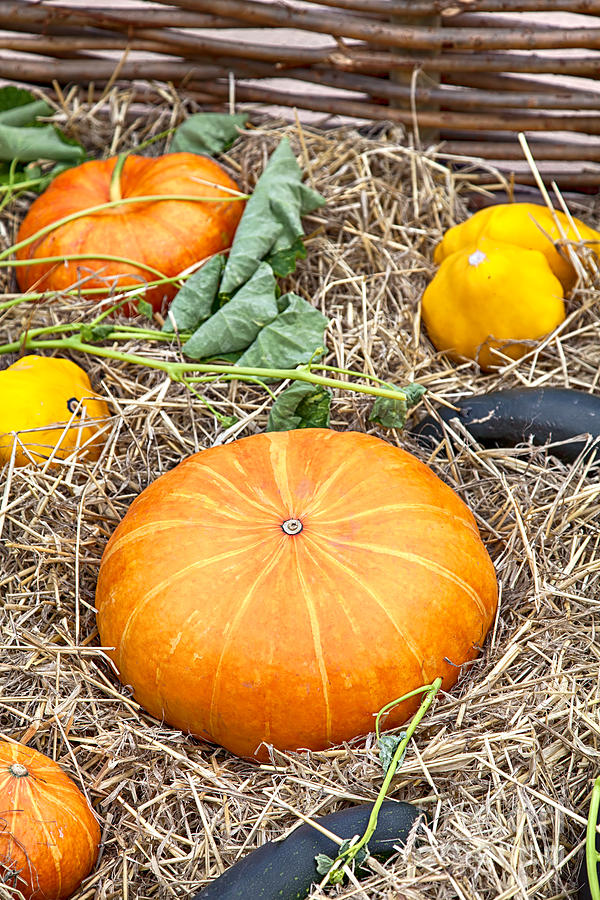 Zucchini and pumpkins Photograph by Sophie McAulay