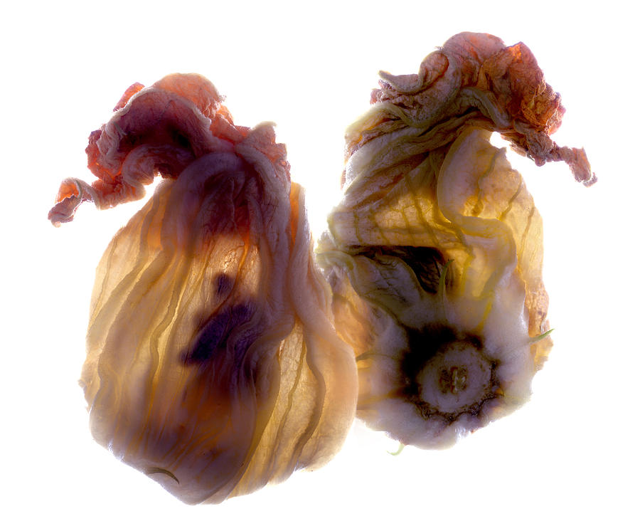 Vegetable Digital Art - Zucchini Blossom Duo by Julia McLemore