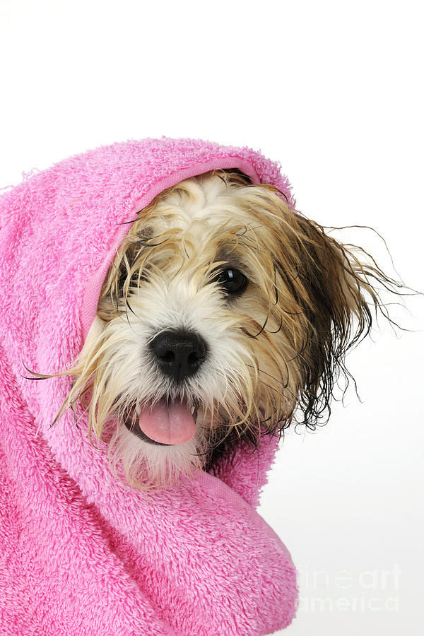 Zuchon Teddy Bear Dog, Wet In Pink Towel Photograph by John Daniels