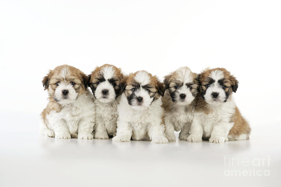 Dog Photograph - Zuchon Teddy Bear Puppy Dogs by John Daniels