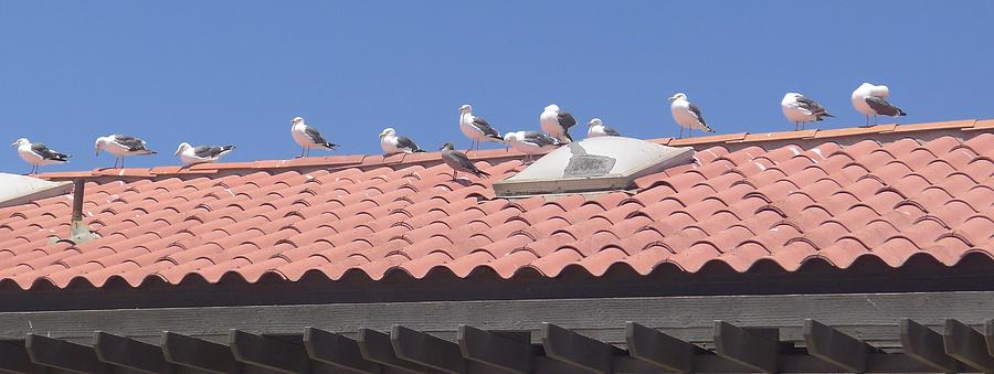 Zuma - seagulls break Photograph by Nora Boghossian