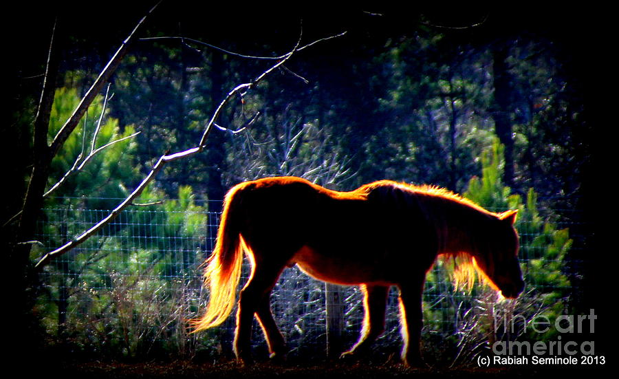 Zuni In The Sunlight Photograph by Rabiah Seminole