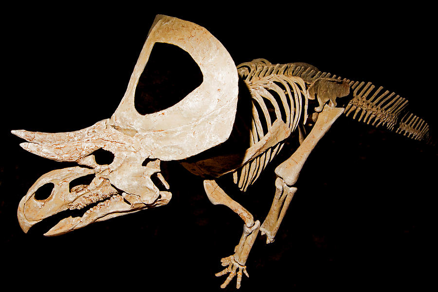 Zuniceratops Christopheri, Fossil Photograph by Millard H. Sharp