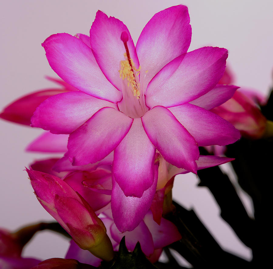 Flower Photograph - Zygocactus by Ti Oakva