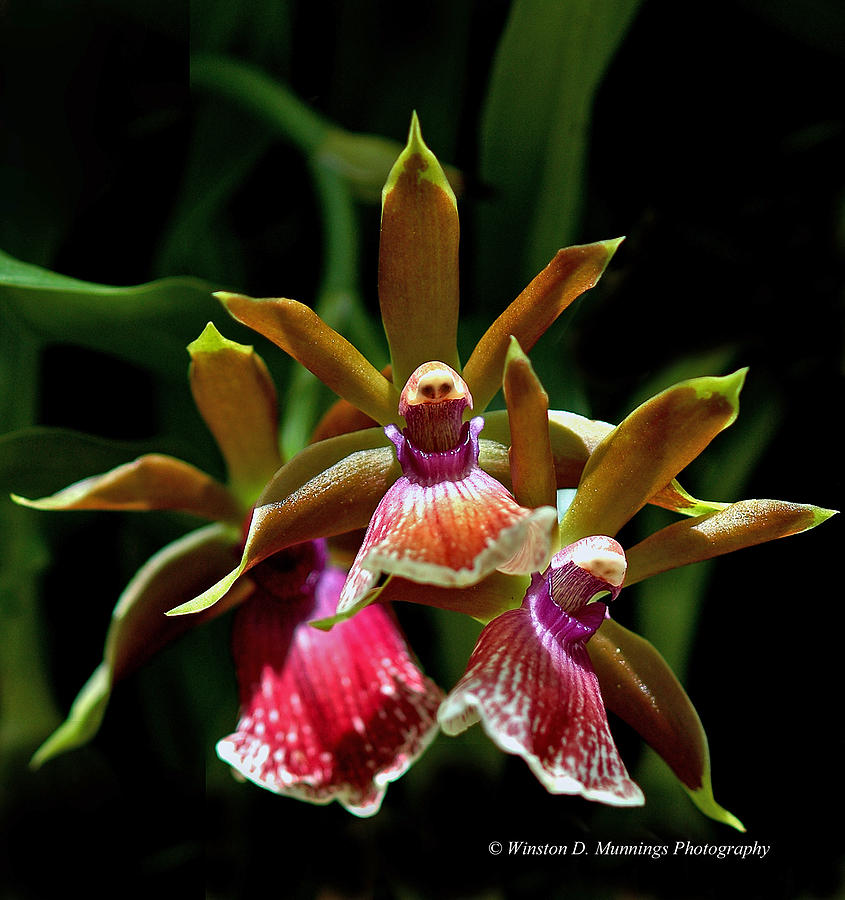 Zygopetalum Orchid Photograph by Winston D Munnings