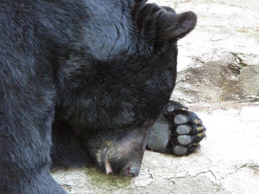 Wildlife Photograph - Zzz...A Black Bear at Kaunas Zoo. Lithuania. by Ausra Huntington nee Paulauskaite