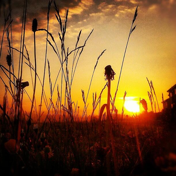 Summer Photograph - #восход #травы A #sunrise by Linandara Linandara