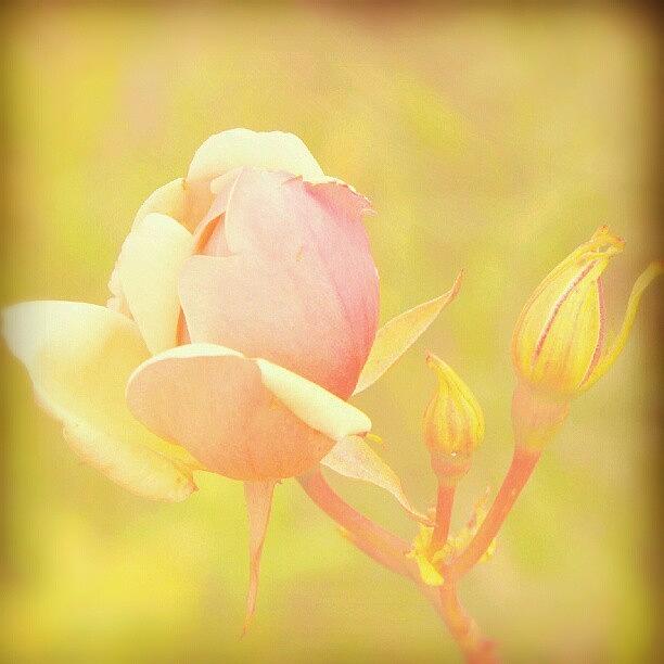 Rose Photograph - поздние #бутоны... Late by Linandara Linandara