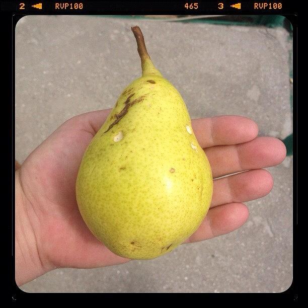 Beautiful Photograph - Мои груши My Pears 🍂🌴 by Konstantin R