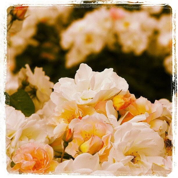Summer Photograph - #розы #цветы #roses #white by Linandara Linandara