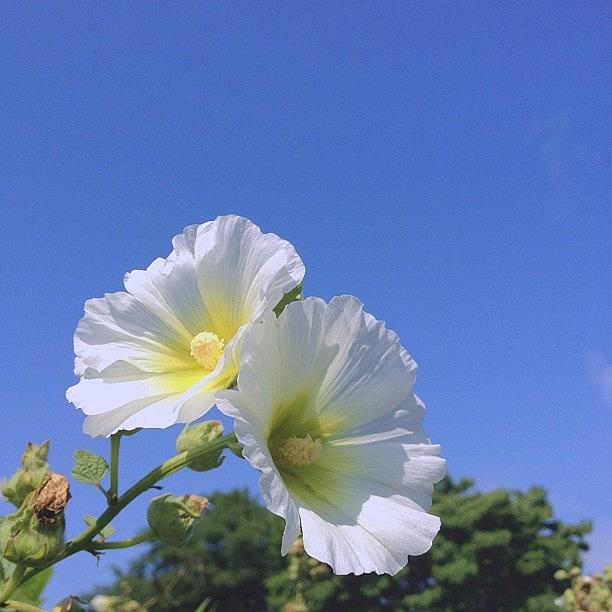 Flowers Still Life Photograph - 青空に 白がまぶしい by Satsuki Nakazawa