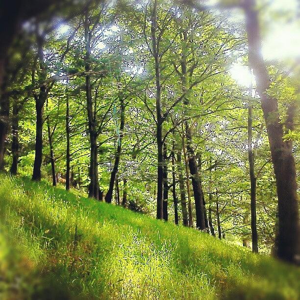 Summer Photograph - #лес #деревья #summer #woods by Linandara Linandara