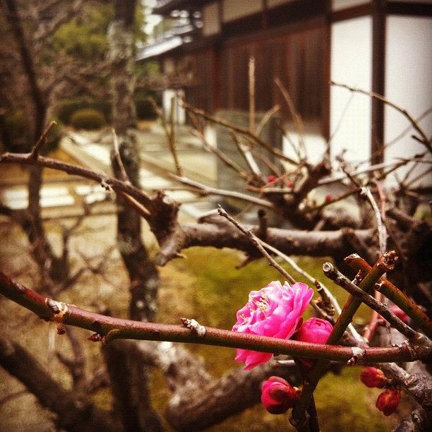 Flowers Still Life Photograph - 昨日の梅 ポツリ Ume Blossom by Morley🇯🇵♂ もーりー∞♂