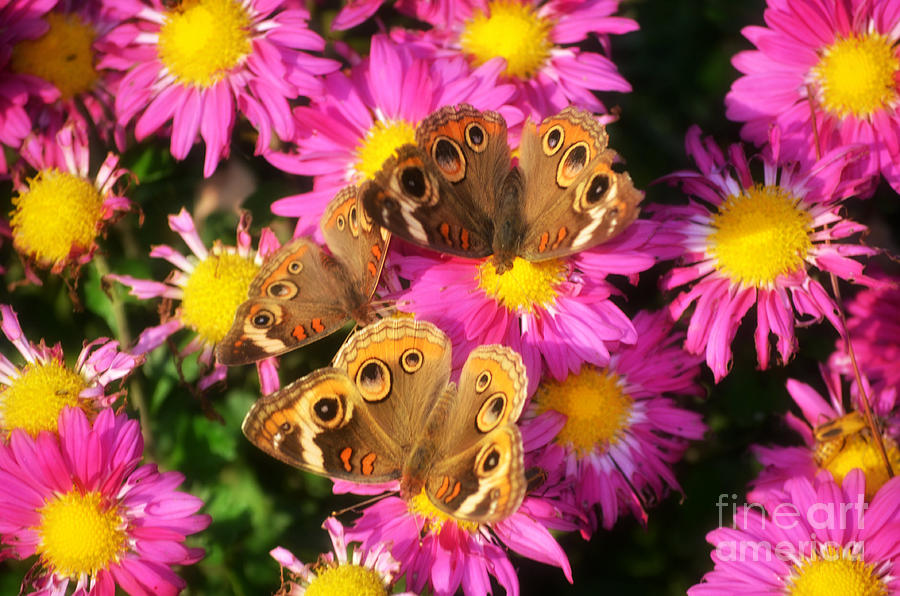  3 Beautys Butterflies on Mum Flowers #3 Photograph by Peggy Franz