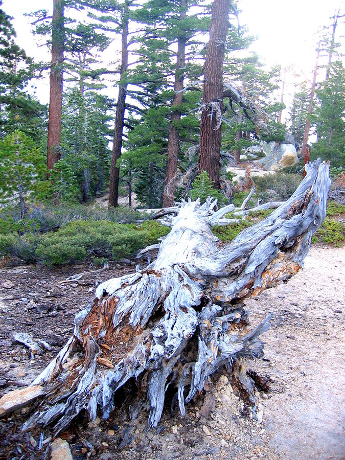  A Fallen Tree Becomes Art In Tahoe Photograph by Don Struke