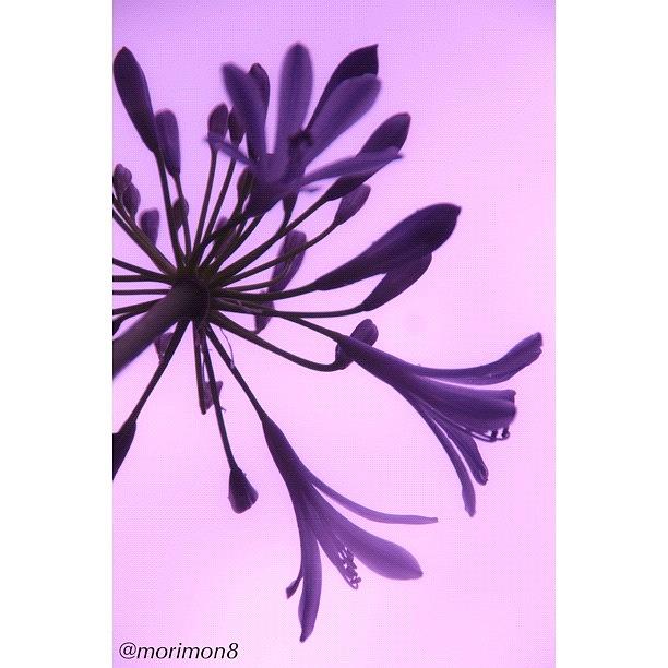 Gmy Photograph - 紫君子蘭 Agapanthus ＃03 by Morley🇯🇵♂ もーりー∞♂