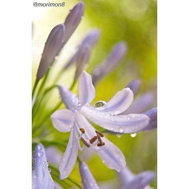 Flowers Still Life Photograph - 紫君子蘭 Agapanthus ＃04 by Morley🇯🇵♂ もーりー∞♂