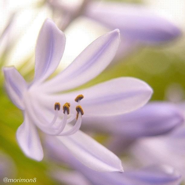 Flowers Still Life Photograph - 紫君子蘭 Agapanthus ＃05 by Morley🇯🇵♂ もーりー∞♂