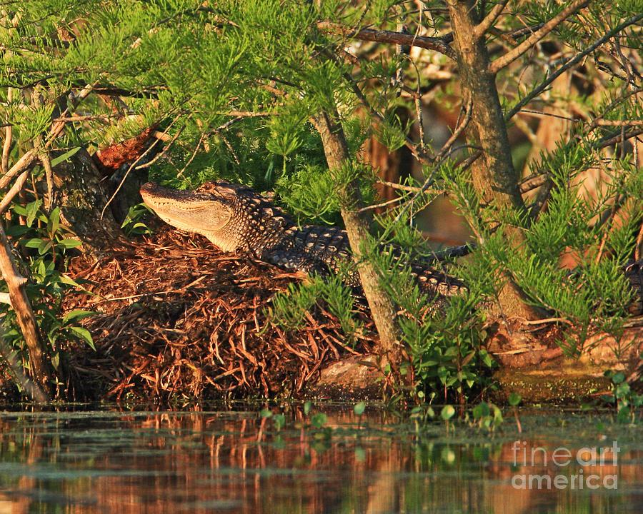  Alligator on Nest Photograph by Luana K Perez