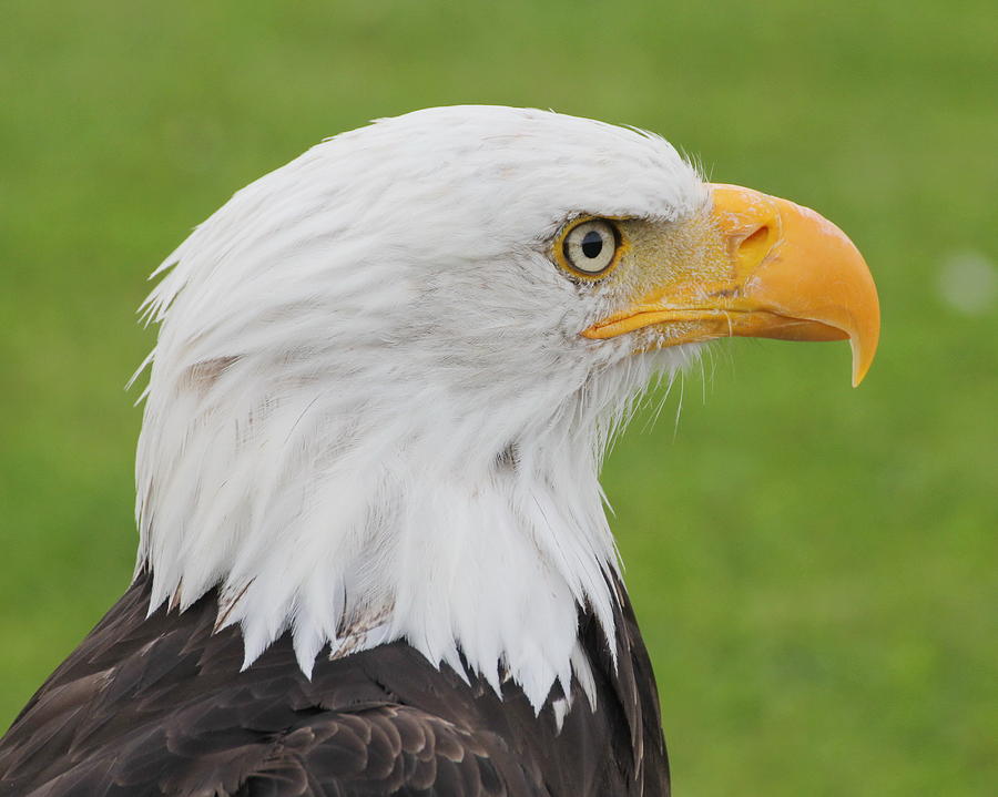 American Eagle Photograph by Tom Gallacher - Fine Art America