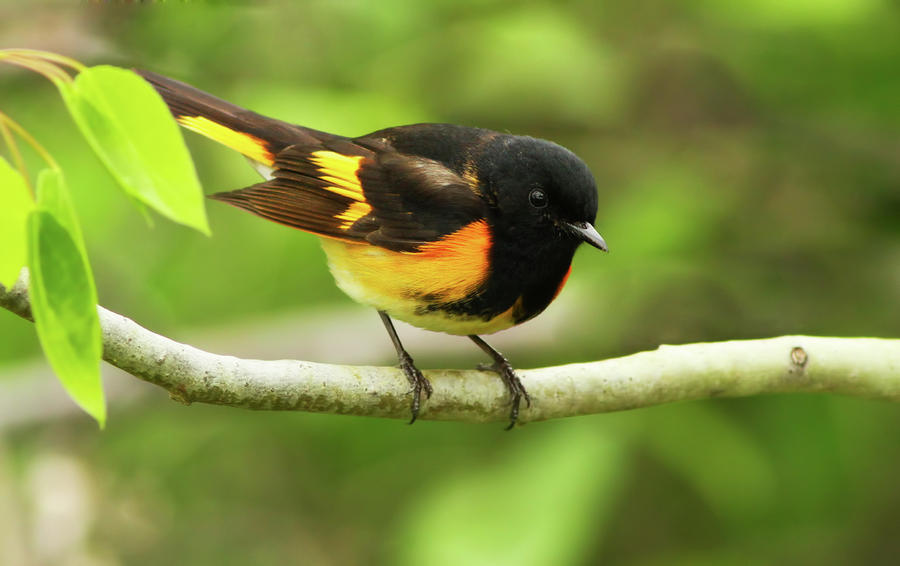 American Redstart Warbler by Mircea Costina Photography