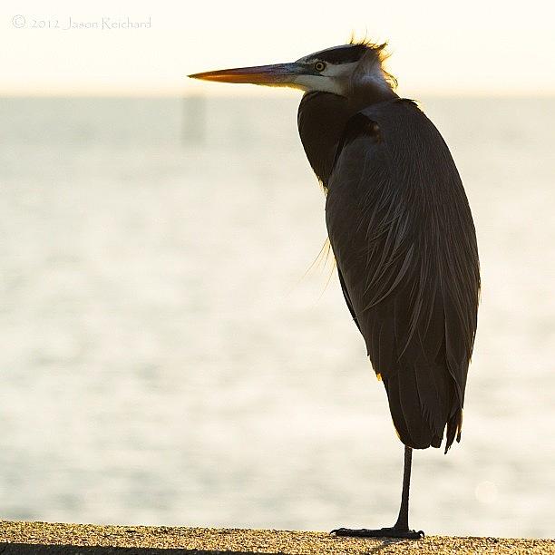 Heron Photograph - 🎶 And I Find That Im Never Alone; by Jason Reichard