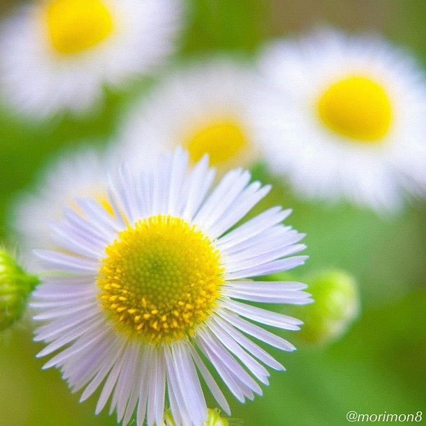 Flowers Still Life Photograph - ヒメジョオン Annual Fleabane by Morley🇯🇵♂ もーりー∞♂