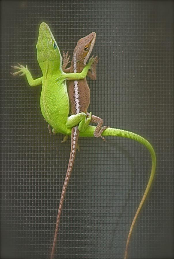  Anole Amour  Photograph by Jeanne Juhos