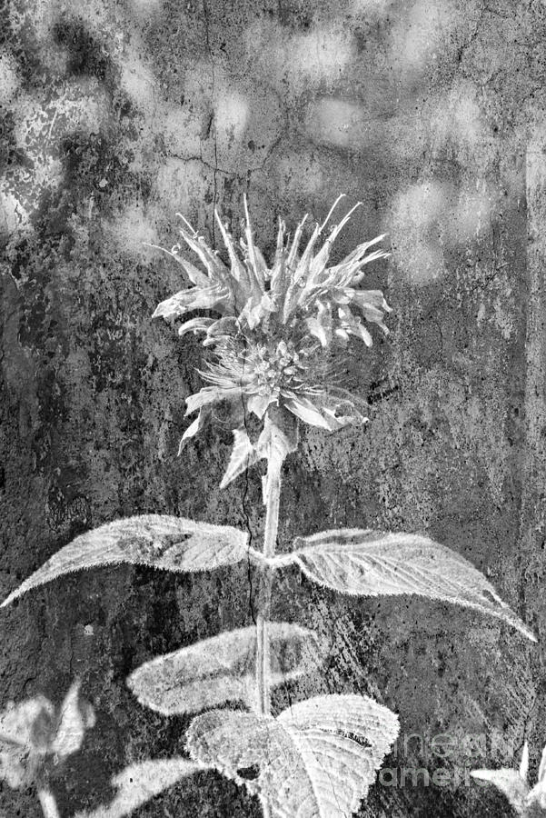  Artsy Bee Balm Photograph by Lila Fisher-Wenzel