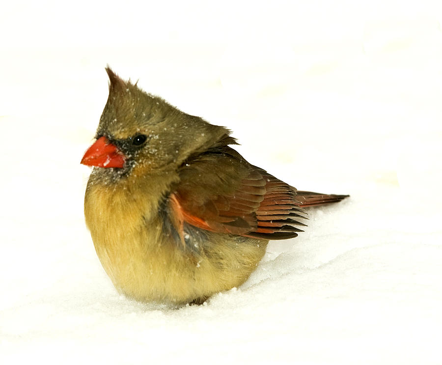  Baby Cardinal in Snow Photograph by Trudy Wilkerson
