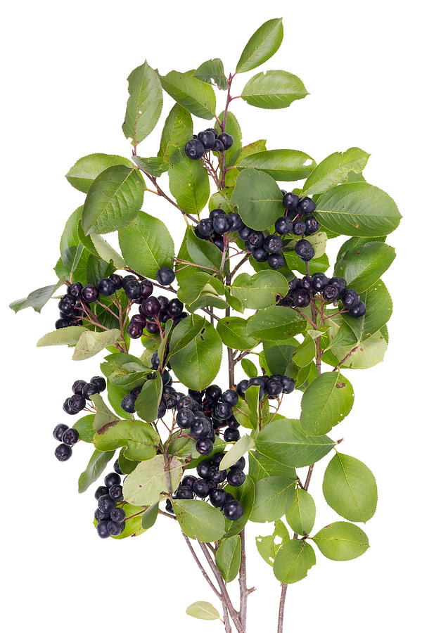 Best Natural Remedy For High Blood Pressure Photograph By Aleksandr 