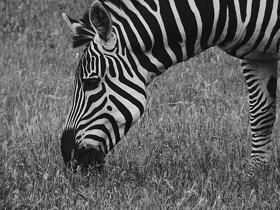 Black And White Photograph -  Black and White by Mamie Thornbrue