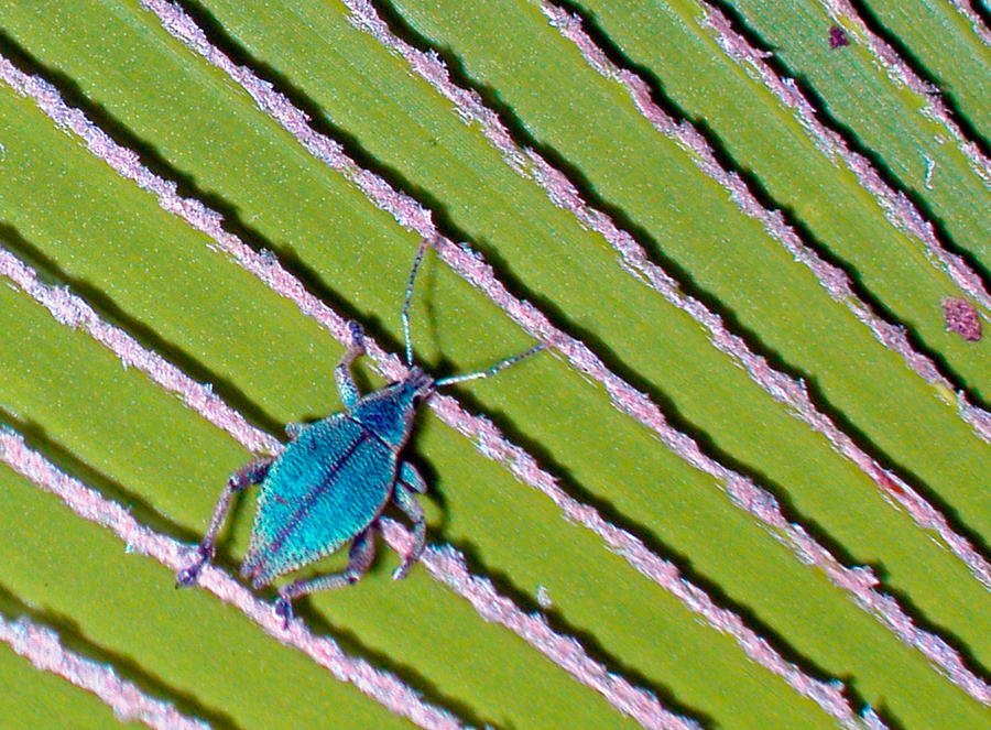  Blue Bug Photograph by Jean Noren